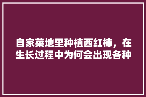 自家菜地里种植西红柿，在生长过程中为何会出现各种奇怪的形状？而大棚种植却基本不会「菜园里大番茄怎么种植的」 自家菜地里种植西红柿，在生长过程中为何会出现各种奇怪的形状？而大棚种植却基本不会「菜园里大番茄怎么种植的」 植物种类
