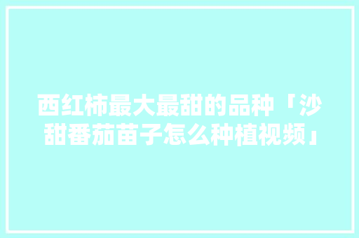 西红柿最大最甜的品种「沙甜番茄苗子怎么种植视频」 西红柿最大最甜的品种「沙甜番茄苗子怎么种植视频」 番茄种植技巧