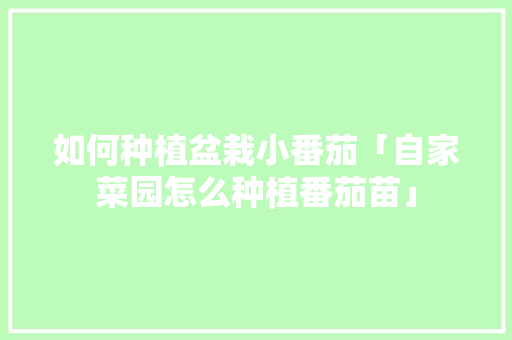 如何种植盆栽小番茄「自家菜园怎么种植番茄苗」 种植技巧 如何种植盆栽小番茄「自家菜园怎么种植番茄苗」 如何种植盆栽小番茄「自家菜园怎么种植番茄苗」 种植技巧