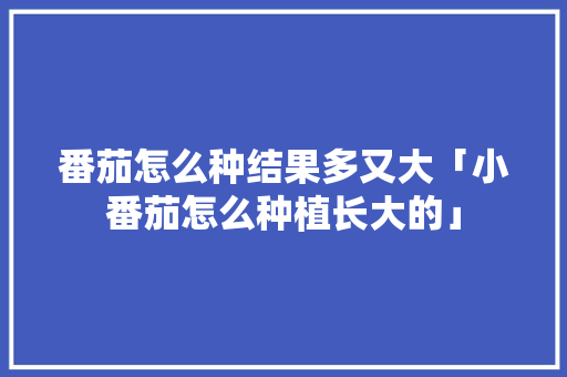 番茄怎么种结果多又大「小番茄怎么种植长大的」 番茄怎么种结果多又大「小番茄怎么种植长大的」 农业常识