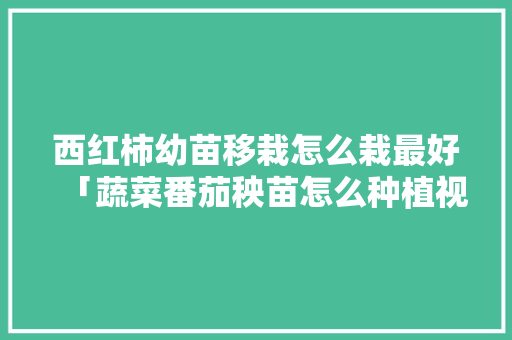 西红柿幼苗移栽怎么栽最好「蔬菜番茄秧苗怎么种植视频」 西红柿幼苗移栽怎么栽最好「蔬菜番茄秧苗怎么种植视频」 种植技巧