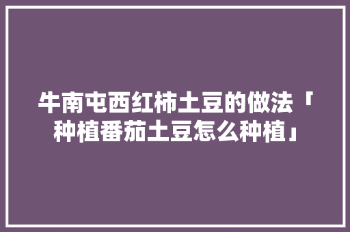 牛南屯西红柿土豆的做法「种植番茄土豆怎么种植」 牛南屯西红柿土豆的做法「种植番茄土豆怎么种植」 土壤施肥