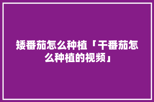 矮番茄怎么种植「干番茄怎么种植的视频」 矮番茄怎么种植「干番茄怎么种植的视频」 番茄种植技巧