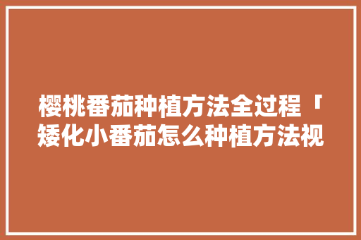 樱桃番茄种植方法全过程「矮化小番茄怎么种植方法视频」
