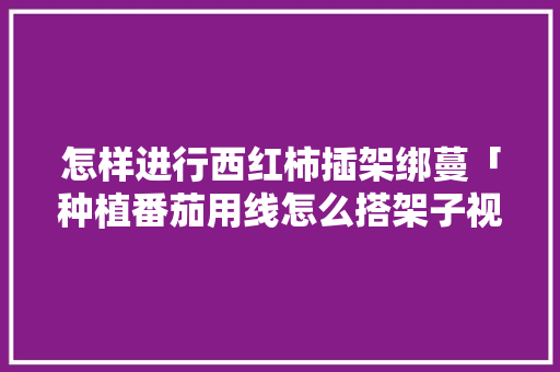 怎样进行西红柿插架绑蔓「种植番茄用线怎么搭架子视频」