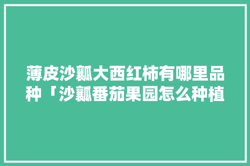 薄皮沙瓤大西红柿有哪里品种「沙瓤番茄果园怎么种植视频」
