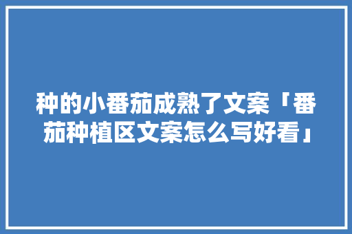 种的小番茄成熟了文案「番茄种植区文案怎么写好看」
