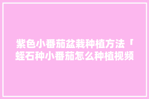 紫色小番茄盆栽种植方法「蛭石种小番茄怎么种植视频」 番茄种植技巧 紫色小番茄盆栽种植方法「蛭石种小番茄怎么种植视频」 紫色小番茄盆栽种植方法「蛭石种小番茄怎么种植视频」 番茄种植技巧