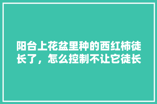 阳台上花盆里种的西红柿徒长了，怎么控制不让它徒长「番茄苗太高怎么种植视频」 阳台上花盆里种的西红柿徒长了，怎么控制不让它徒长「番茄苗太高怎么种植视频」 农业常识