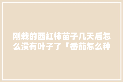 刚栽的西红柿苗子几天后怎么没有叶子了「番茄怎么种植不枯叶呢」 刚栽的西红柿苗子几天后怎么没有叶子了「番茄怎么种植不枯叶呢」 农业常识