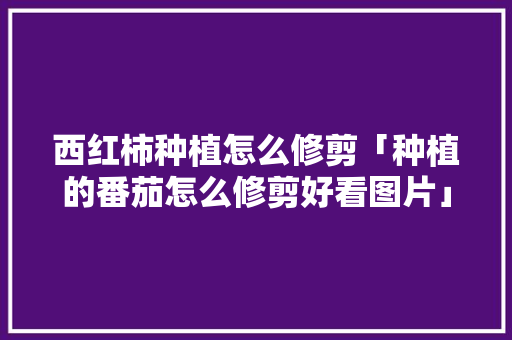 西红柿种植怎么修剪「种植的番茄怎么修剪好看图片」
