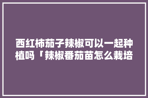西红柿茄子辣椒可以一起种植吗「辣椒番茄苗怎么栽培种植视频」 西红柿茄子辣椒可以一起种植吗「辣椒番茄苗怎么栽培种植视频」 种植技巧