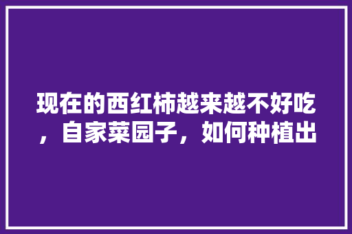 现在的西红柿越来越不好吃,自家菜园子,如何种植出好吃的西红柿「番茄好吃怎么种植视频」 番茄种植技巧 现在的西红柿越来越不好吃,自家菜园子,如何种植出好吃的西红柿「番茄好吃怎么种植视频」 现在的西红柿越来越不好吃,自家菜园子,如何种植出好吃的西红柿「番茄好吃怎么种植视频」 番茄种植技巧