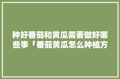种好番茄和黄瓜需要做好哪些事「番茄黄瓜怎么种植方法」 种好番茄和黄瓜需要做好哪些事「番茄黄瓜怎么种植方法」 种植技巧