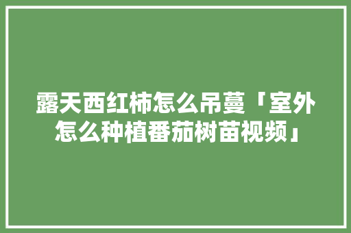露天西红柿怎么吊蔓「室外怎么种植番茄树苗视频」 土壤施肥 露天西红柿怎么吊蔓「室外怎么种植番茄树苗视频」 露天西红柿怎么吊蔓「室外怎么种植番茄树苗视频」 土壤施肥