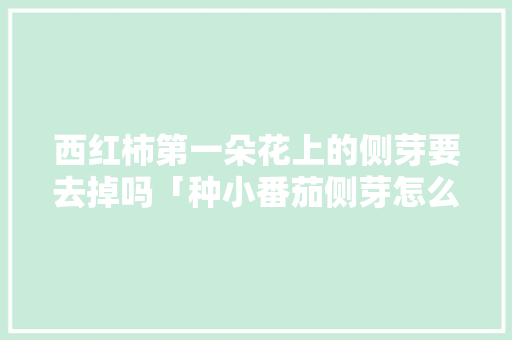 西红柿第一朵花上的侧芽要去掉吗「种小番茄侧芽怎么种植视频」 西红柿第一朵花上的侧芽要去掉吗「种小番茄侧芽怎么种植视频」 植物种类