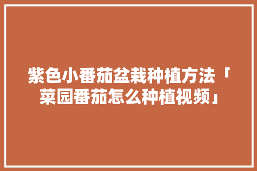 紫色小番茄盆栽种植方法「菜园番茄怎么种植视频」 植物种类 紫色小番茄盆栽种植方法「菜园番茄怎么种植视频」 紫色小番茄盆栽种植方法「菜园番茄怎么种植视频」 植物种类