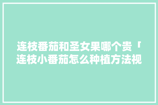 连枝番茄和圣女果哪个贵「连枝小番茄怎么种植方法视频」 连枝番茄和圣女果哪个贵「连枝小番茄怎么种植方法视频」 花朵知识