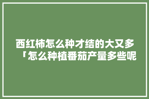 西红柿怎么种才结的大又多「怎么种植番茄产量多些呢」 西红柿怎么种才结的大又多「怎么种植番茄产量多些呢」 番茄种植技巧
