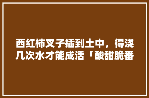 西红柿叉子插到土中，得浇几次水才能成活「酸甜脆番茄种子怎么种植的」 西红柿叉子插到土中，得浇几次水才能成活「酸甜脆番茄种子怎么种植的」 种植技巧