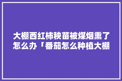 大棚西红柿秧苗被煤烟熏了怎么办「番茄怎么种植大棚视频教程」 植物种类 大棚西红柿秧苗被煤烟熏了怎么办「番茄怎么种植大棚视频教程」 植物种类