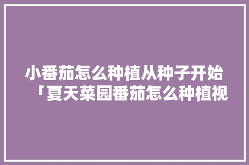 小番茄怎么种植从种子开始「夏天菜园番茄怎么种植视频」 小番茄怎么种植从种子开始「夏天菜园番茄怎么种植视频」 番茄种植技巧