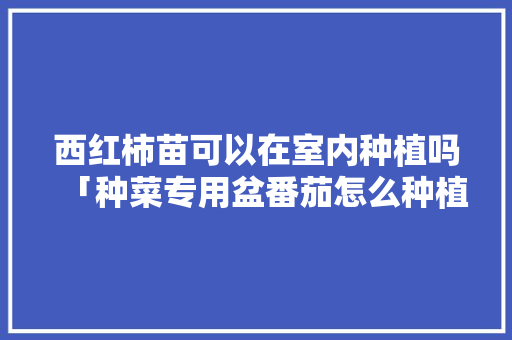 西红柿苗可以在室内种植吗「种菜专用盆番茄怎么种植视频」 西红柿苗可以在室内种植吗「种菜专用盆番茄怎么种植视频」 番茄种植技巧