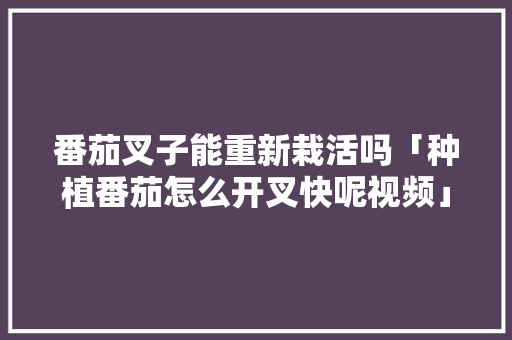番茄叉子能重新栽活吗「种植番茄怎么开叉快呢视频」 番茄叉子能重新栽活吗「种植番茄怎么开叉快呢视频」 番茄种植技巧