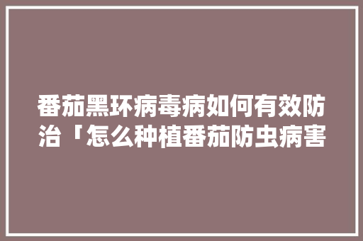番茄黑环病毒病如何有效防治「怎么种植番茄防虫病害」 番茄黑环病毒病如何有效防治「怎么种植番茄防虫病害」 土壤施肥
