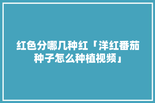红色分哪几种红「洋红番茄种子怎么种植视频」 红色分哪几种红「洋红番茄种子怎么种植视频」 农业常识