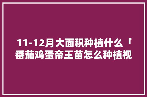 11-12月大面积种植什么「番茄鸡蛋帝王苗怎么种植视频」