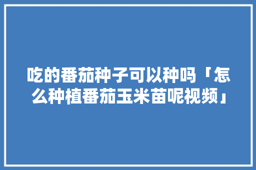 吃的番茄种子可以种吗「怎么种植番茄玉米苗呢视频」 吃的番茄种子可以种吗「怎么种植番茄玉米苗呢视频」 土壤施肥