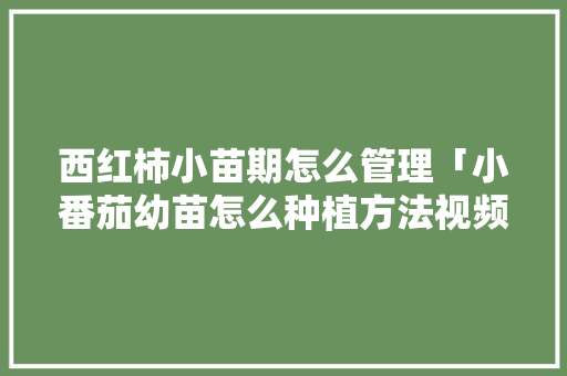 西红柿小苗期怎么管理「小番茄幼苗怎么种植方法视频」 西红柿小苗期怎么管理「小番茄幼苗怎么种植方法视频」 种植技巧