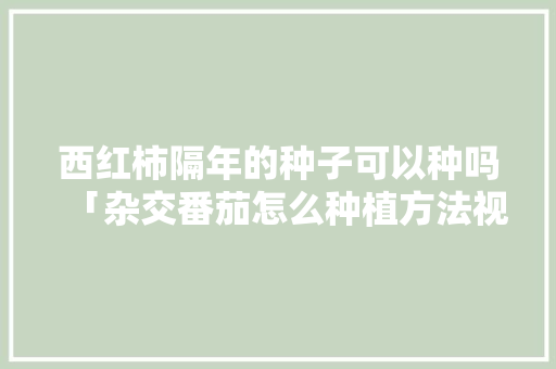西红柿隔年的种子可以种吗「杂交番茄怎么种植方法视频」