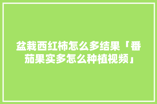 盆栽西红柿怎么多结果「番茄果实多怎么种植视频」 盆栽西红柿怎么多结果「番茄果实多怎么种植视频」 农业常识