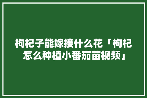 枸杞子能嫁接什么花「枸杞怎么种植小番茄苗视频」