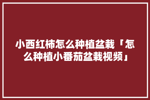 小西红柿怎么种植盆栽「怎么种植小番茄盆栽视频」 小西红柿怎么种植盆栽「怎么种植小番茄盆栽视频」 土壤施肥
