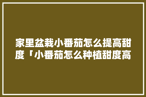 家里盆栽小番茄怎么提高甜度「小番茄怎么种植甜度高」 家里盆栽小番茄怎么提高甜度「小番茄怎么种植甜度高」 番茄种植技巧