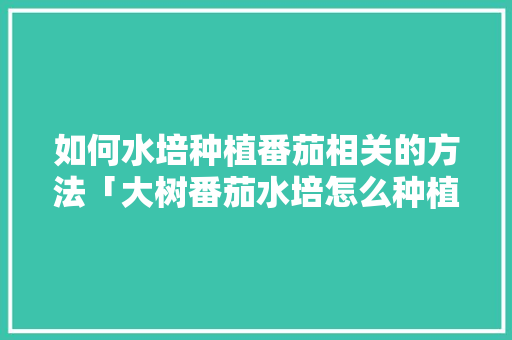 如何水培种植番茄相关的方法「大树番茄水培怎么种植的视频」