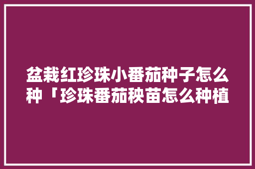 盆栽红珍珠小番茄种子怎么种「珍珠番茄秧苗怎么种植视频」 盆栽红珍珠小番茄种子怎么种「珍珠番茄秧苗怎么种植视频」 番茄病虫害防治