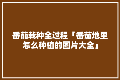 番茄栽种全过程「番茄地里怎么种植的图片大全」 番茄栽种全过程「番茄地里怎么种植的图片大全」 土壤施肥