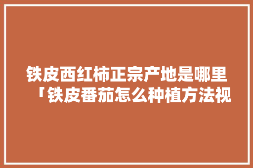 铁皮西红柿正宗产地是哪里「铁皮番茄怎么种植方法视频」 铁皮西红柿正宗产地是哪里「铁皮番茄怎么种植方法视频」 植物种类