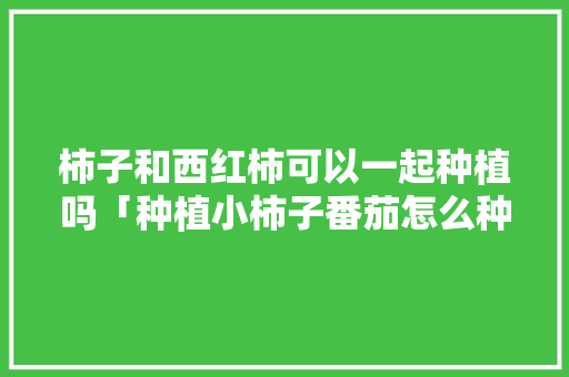 柿子和西红柿可以一起种植吗「种植小柿子番茄怎么种植的」 柿子和西红柿可以一起种植吗「种植小柿子番茄怎么种植的」 植物种类