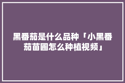 黑番茄是什么品种「小黑番茄苗圃怎么种植视频」 黑番茄是什么品种「小黑番茄苗圃怎么种植视频」 番茄种植技巧