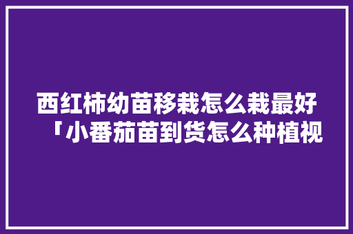西红柿幼苗移栽怎么栽最好「小番茄苗到货怎么种植视频」 西红柿幼苗移栽怎么栽最好「小番茄苗到货怎么种植视频」 农业常识