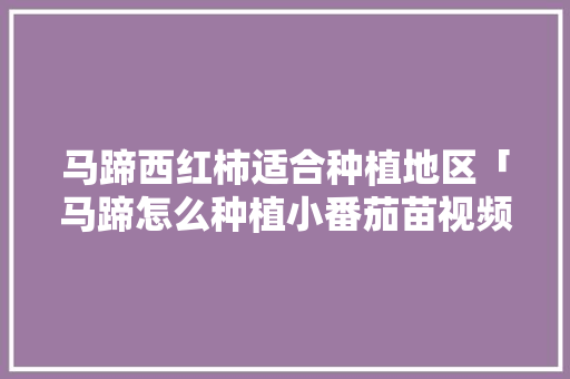 马蹄西红柿适合种植地区「马蹄怎么种植小番茄苗视频」