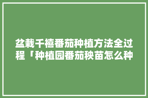 盆栽千禧番茄种植方法全过程「种植园番茄秧苗怎么种植视频」 盆栽千禧番茄种植方法全过程「种植园番茄秧苗怎么种植视频」 土壤施肥