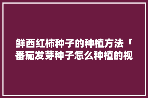 鲜西红柿种子的种植方法「番茄发芽种子怎么种植的视频」 鲜西红柿种子的种植方法「番茄发芽种子怎么种植的视频」 农业常识
