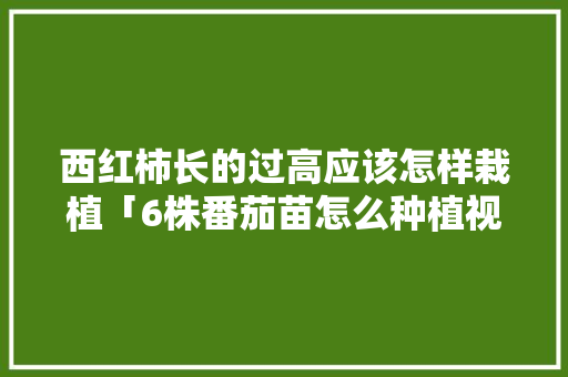 西红柿长的过高应该怎样栽植「6株番茄苗怎么种植视频」 西红柿长的过高应该怎样栽植「6株番茄苗怎么种植视频」 花朵知识