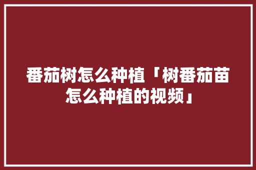 番茄树怎么种植「树番茄苗怎么种植的视频」 番茄树怎么种植「树番茄苗怎么种植的视频」 花朵知识